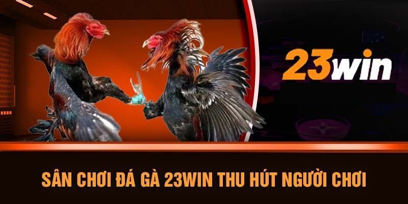 Hình thức thi đấu đá gà 23WIN được yêu thích nhất